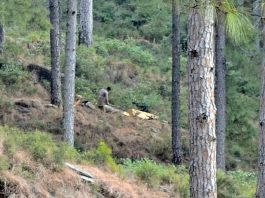 Illegal Timber Seized in Murree as Police and Forestry Department Face Armed Resistance