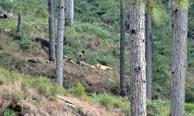 Illegal Timber Seized in Murree as Police and Forestry Department Face Armed Resistance