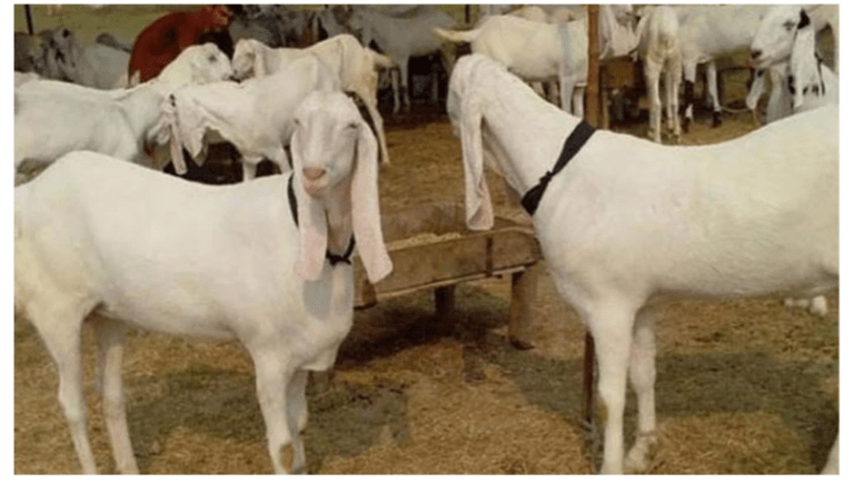 Theft of Sacrificial Animals Increases in Karachi Ahead of Eid-ul-Adha