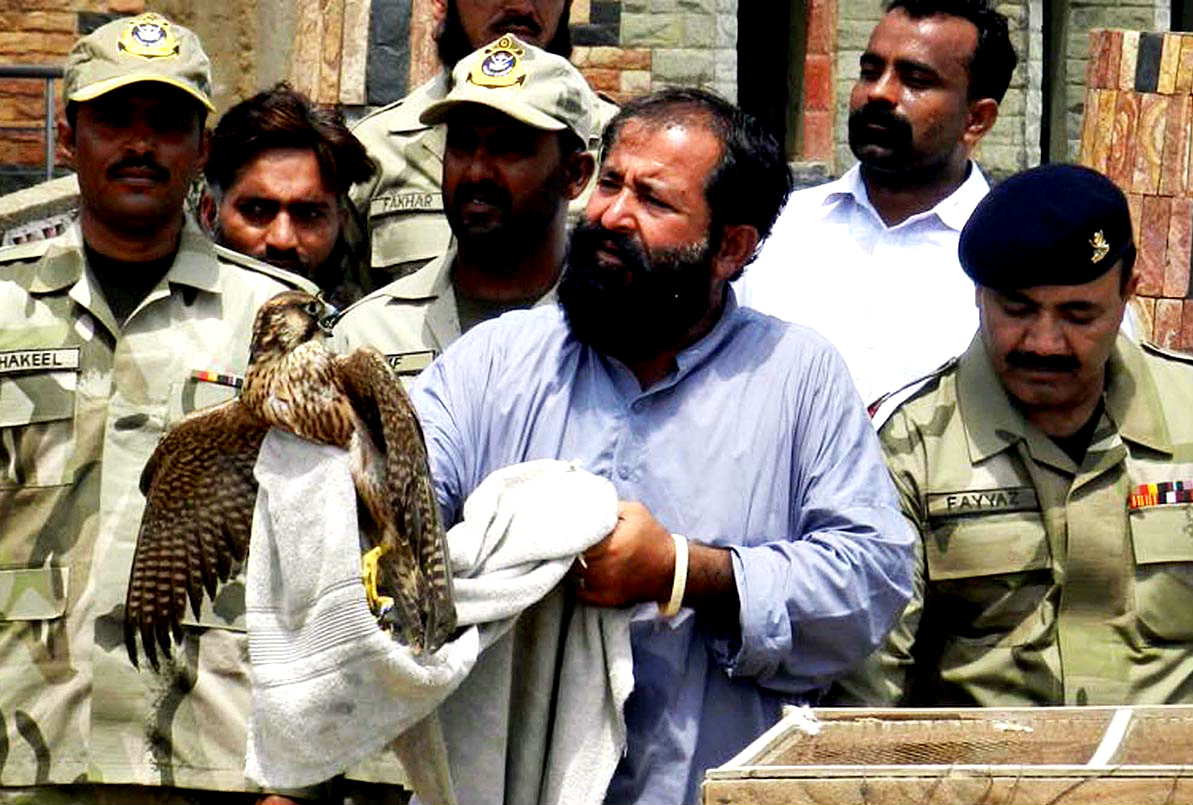Workers Of Wildlife Department Showing Rare Falcons Recovered