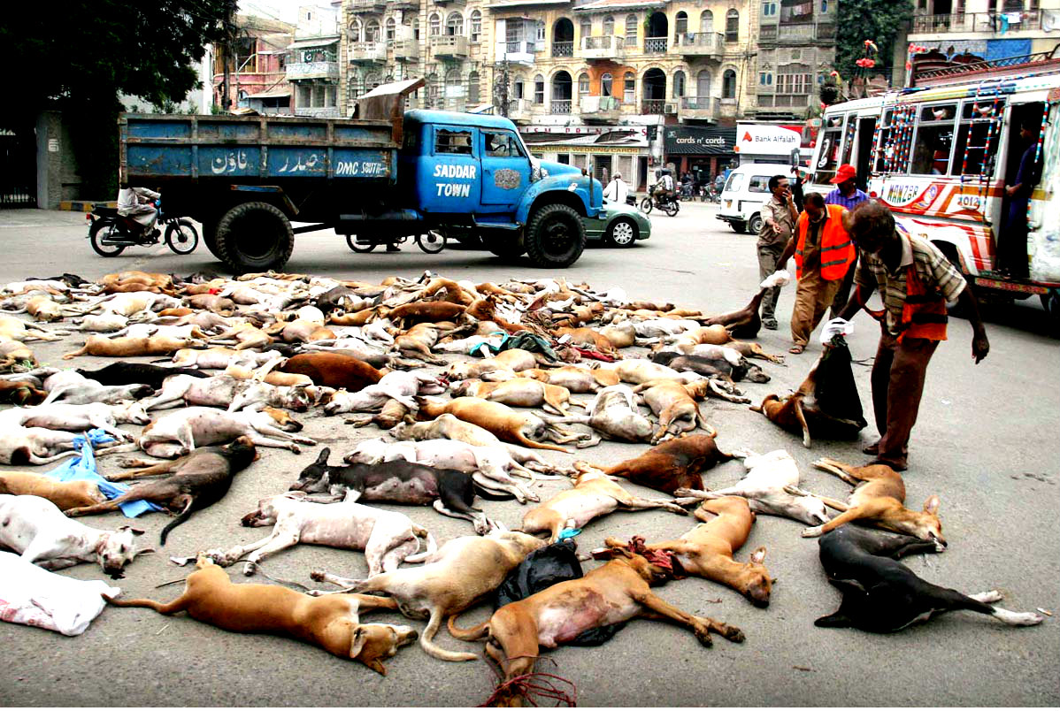 Karachi:A Large Number Of Carcasses Of Dogs Seen Lying On Road During A Campaign