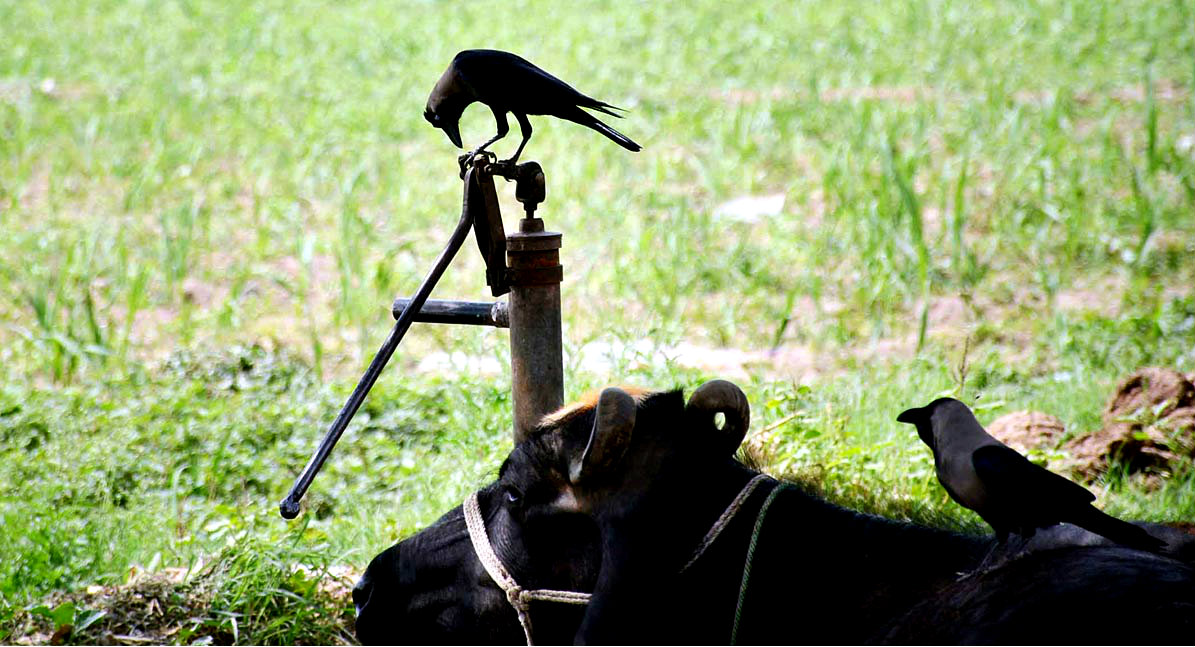 A Crow Seen Sitting On A Water Hand Pump