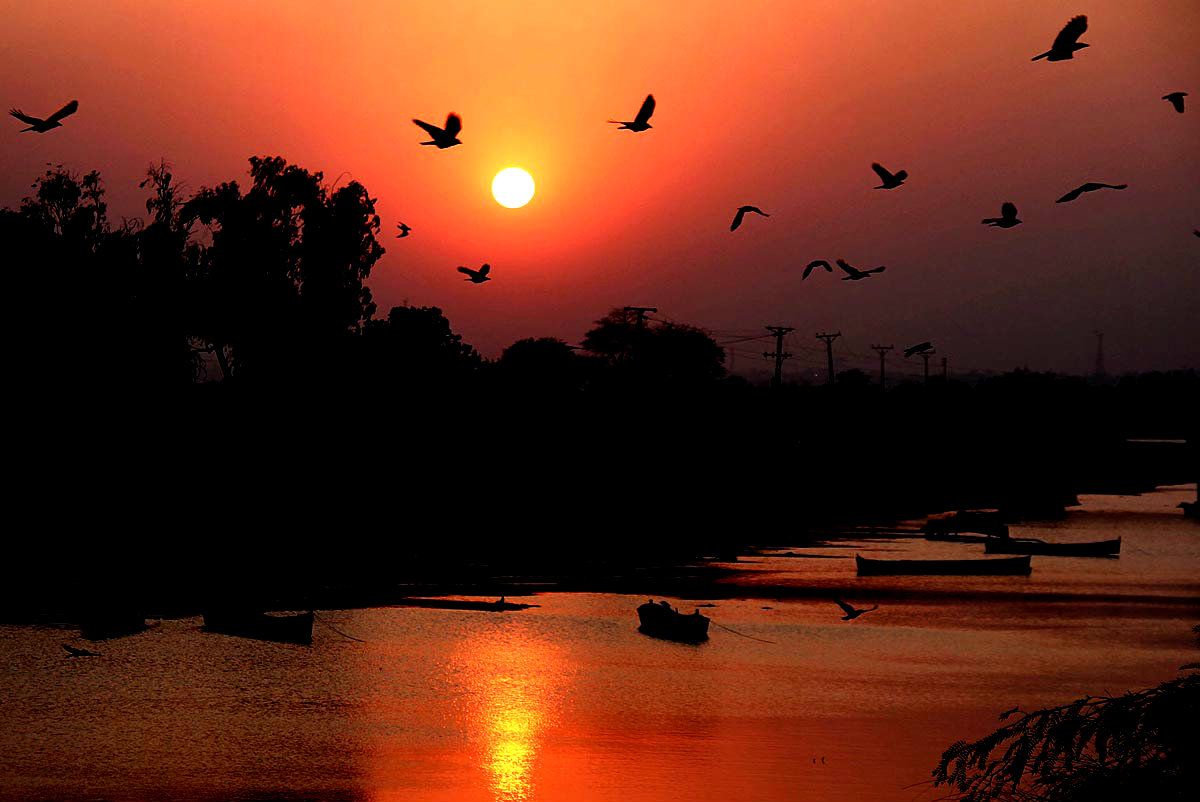 LAHORE:Birds Flying During Sunset In The City