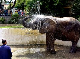 lahoreelephant-suzi-seen-bathing-lahore-zoo