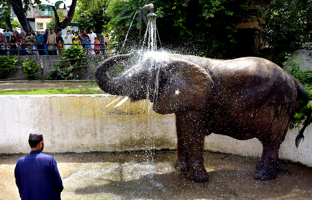 Lahore:Elephant Suzi Is Seen Bathing At Lahore Zoo