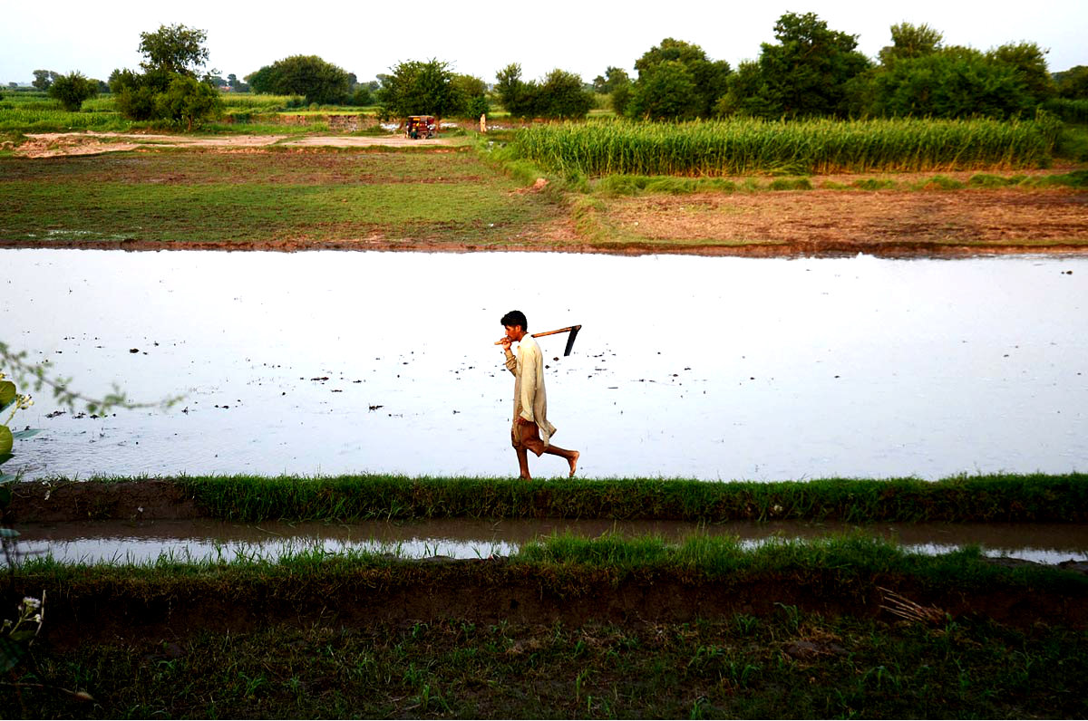 A Farmer Is Busy In His Work In An Agricultural Field