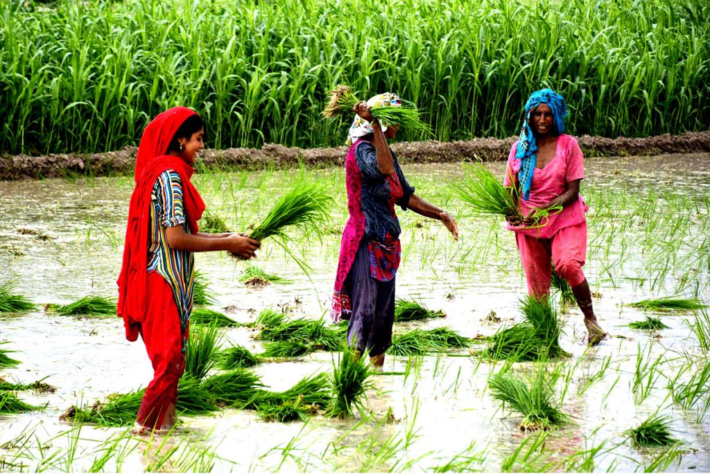 Women Farmers Are Busy In Their Work In An Agricultural Field - Flare ...